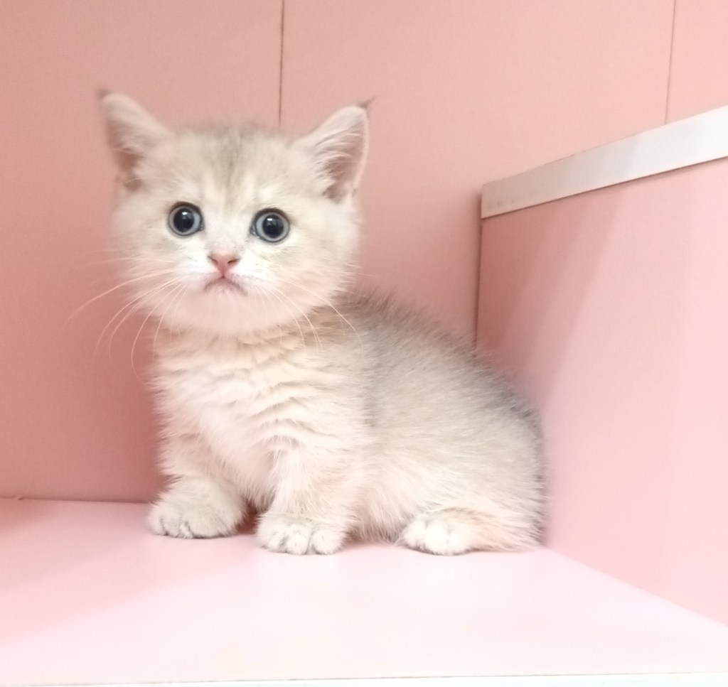 以前賣出的小貓參考