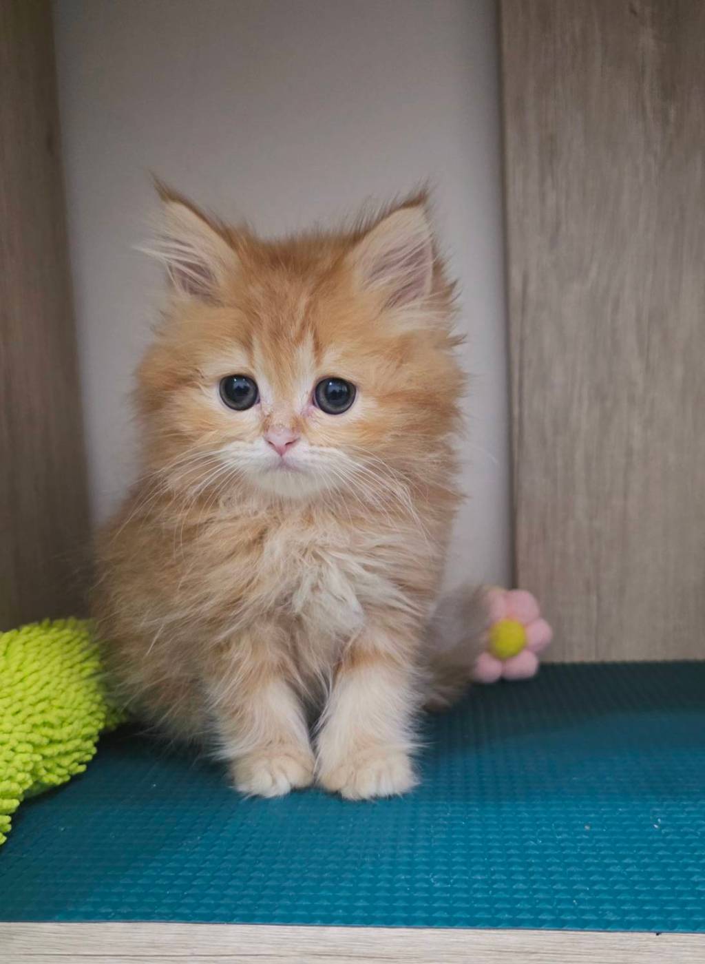 非標準型(長腿)小步舞曲。妹妹