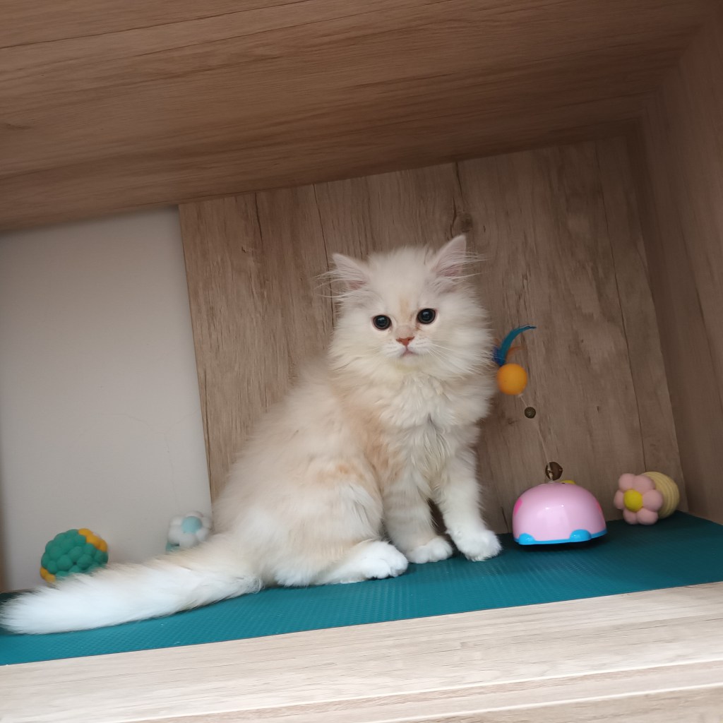 非標準型(長腿)小步舞曲。弟弟