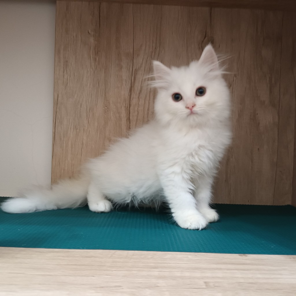 非標準型(長腿)小步舞曲。弟弟