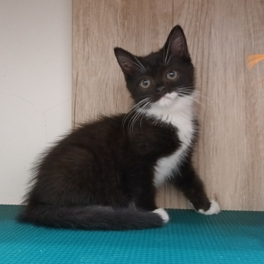 短毛的非標準型(長腿)小步舞曲。妹妹