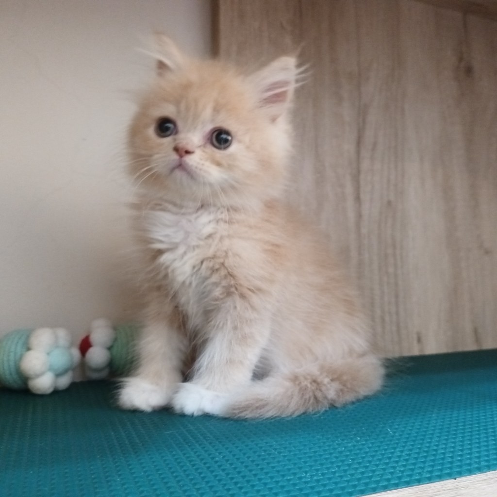 非標準型(長腿)小步舞曲。弟弟