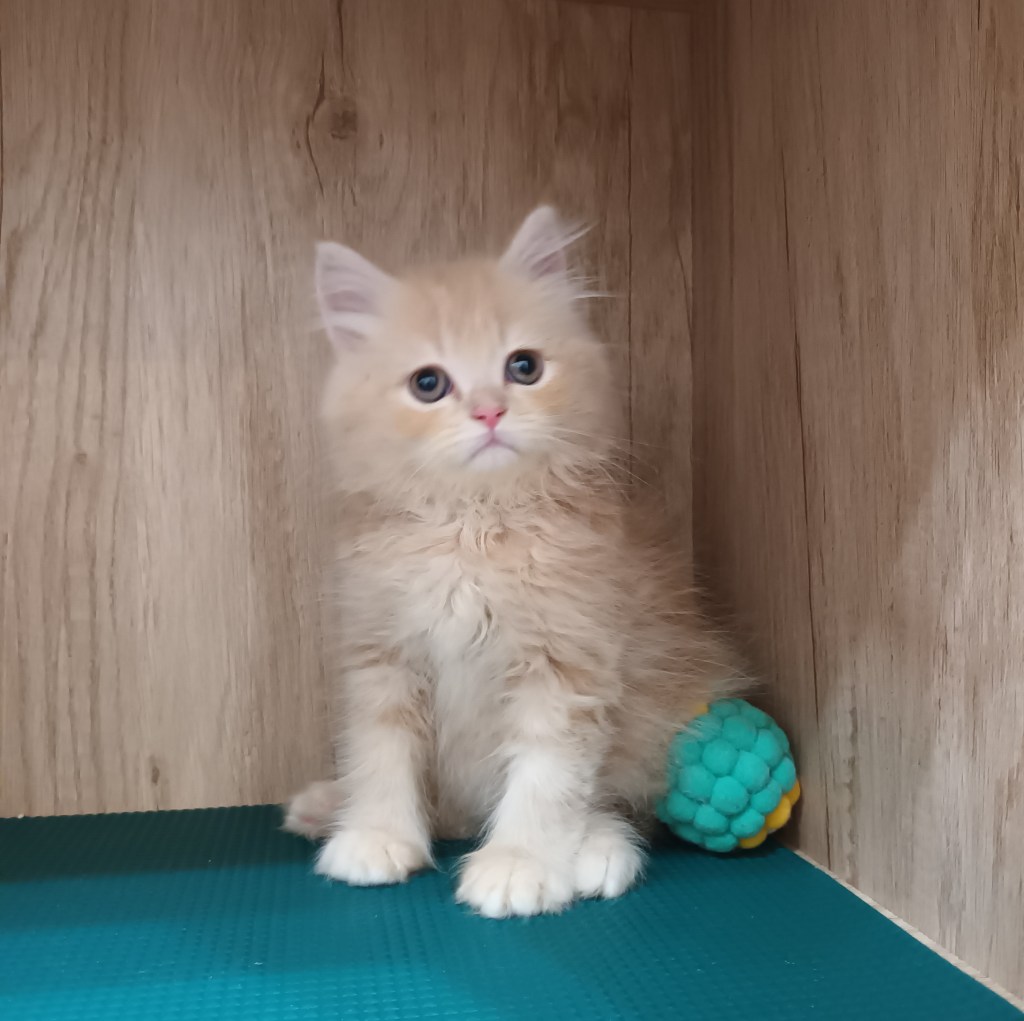 非標準型(長腿)小步舞曲。弟弟