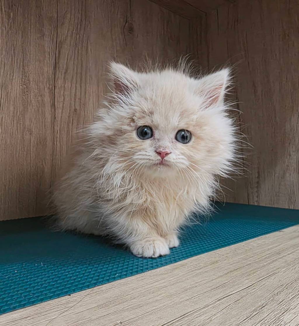 小步舞曲。弟弟