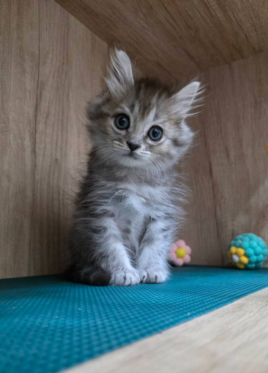 非標準型(長腿)小步舞曲。弟弟