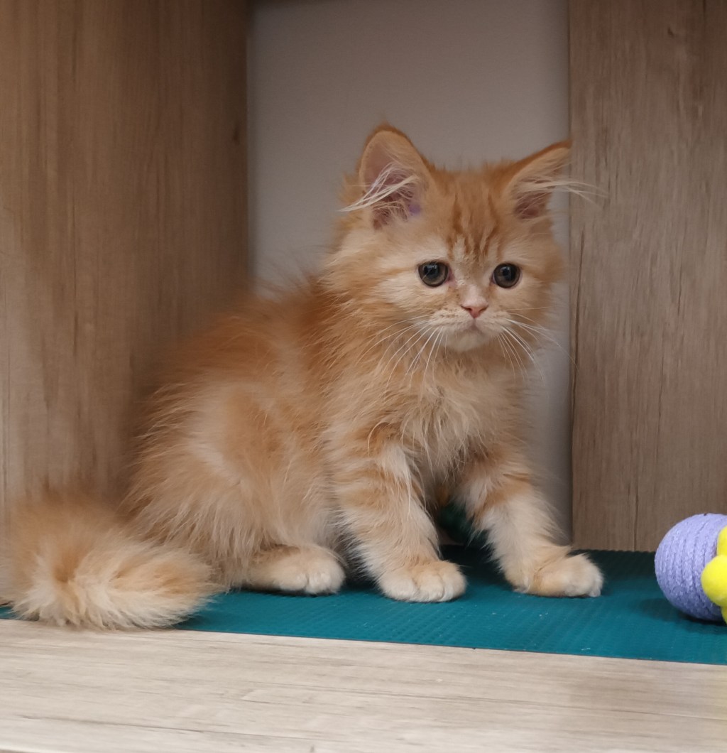 非標準型(長腿)小步舞曲。妹妹