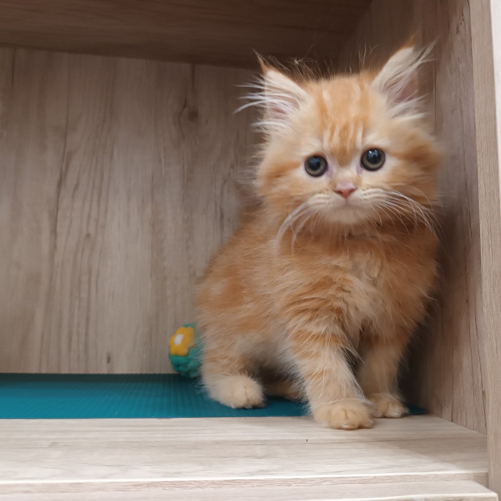 非標準型(長腿)小步舞曲。妹妹