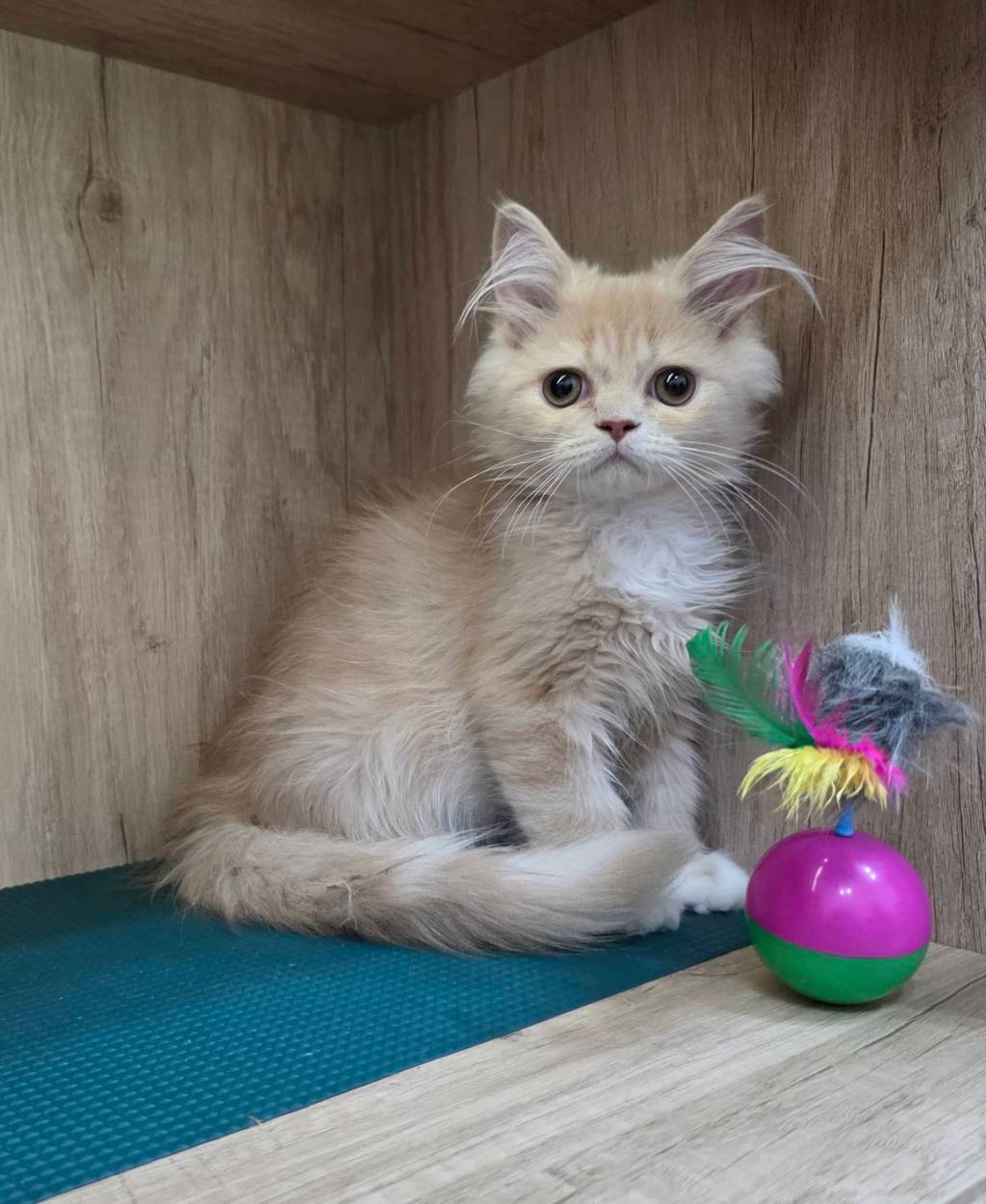 非標準型(長腿)小步舞曲。弟弟