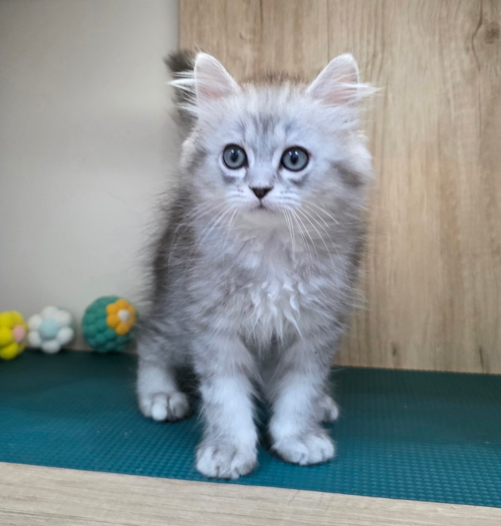 非標準型(長腿)小步舞曲。弟弟