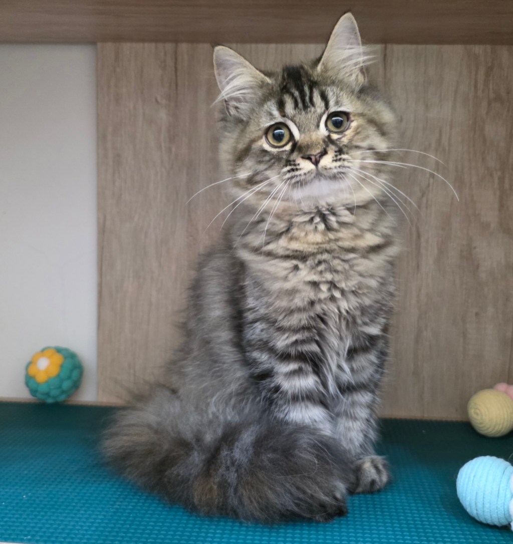 非標準型(長腿)小步舞曲。妹妹