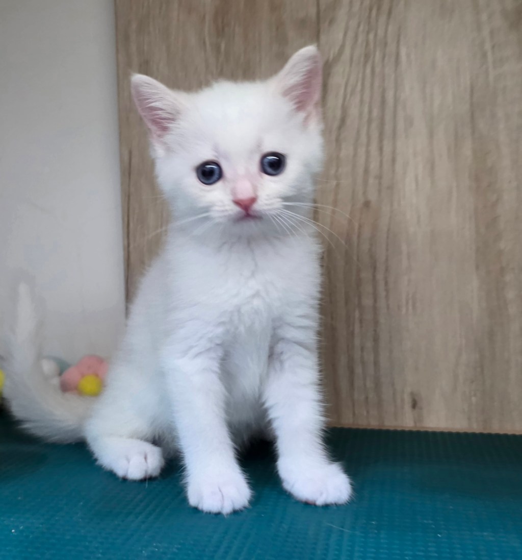 英短。弟弟(藍眼)