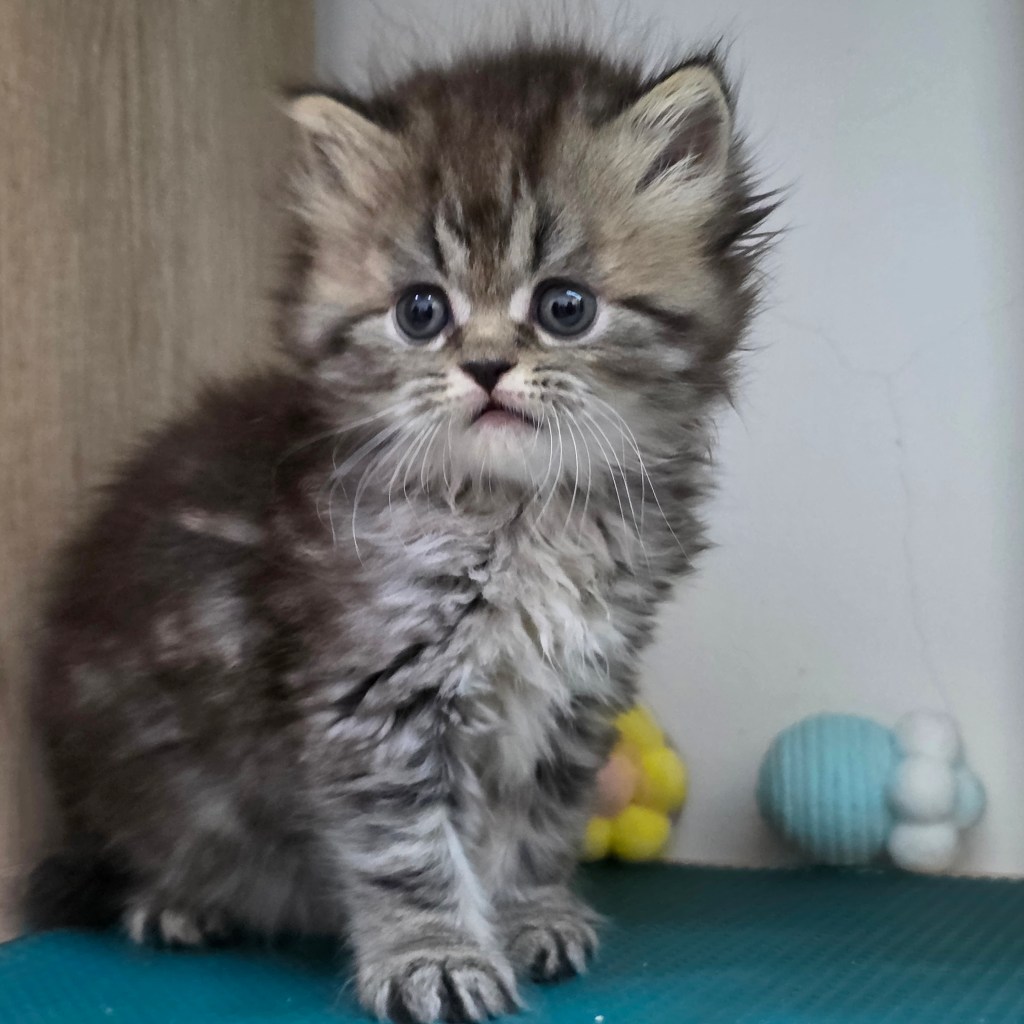 非標準型(長腿)小步舞曲。妹妹