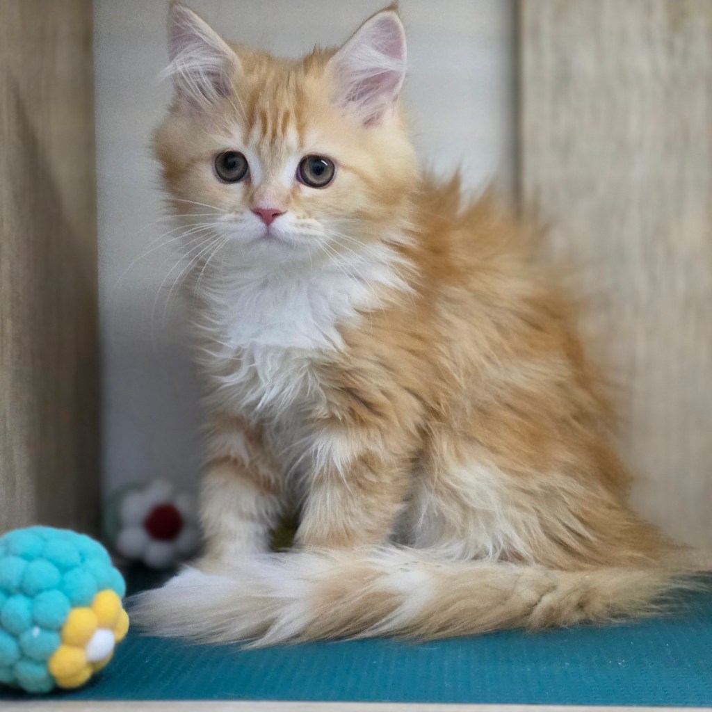 非標準型(長腿)小步舞曲。妹妹