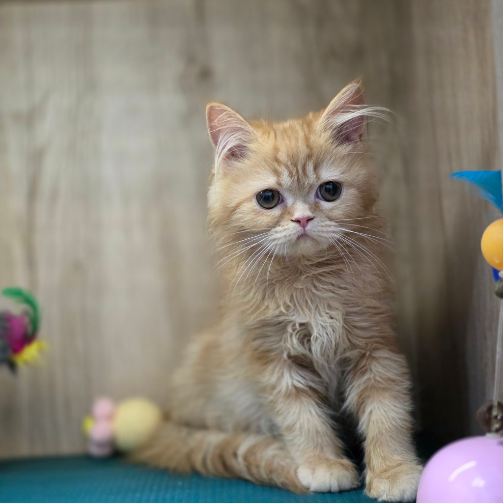 非標準型(長腿)小步舞曲。妹妹