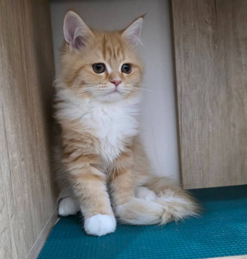 非標準型(長腿)小步舞曲。妹妹