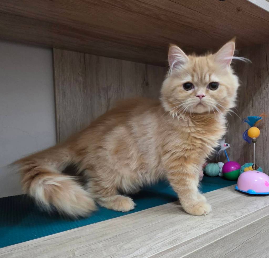 非標準型(長腿)小步舞曲。妹妹