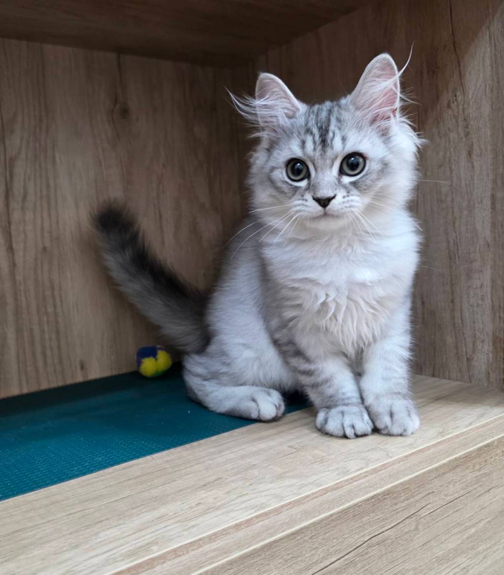 非標準型(長腿)小步舞曲。弟弟