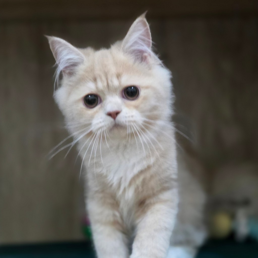 非標準型(長腿)小步舞曲。弟弟