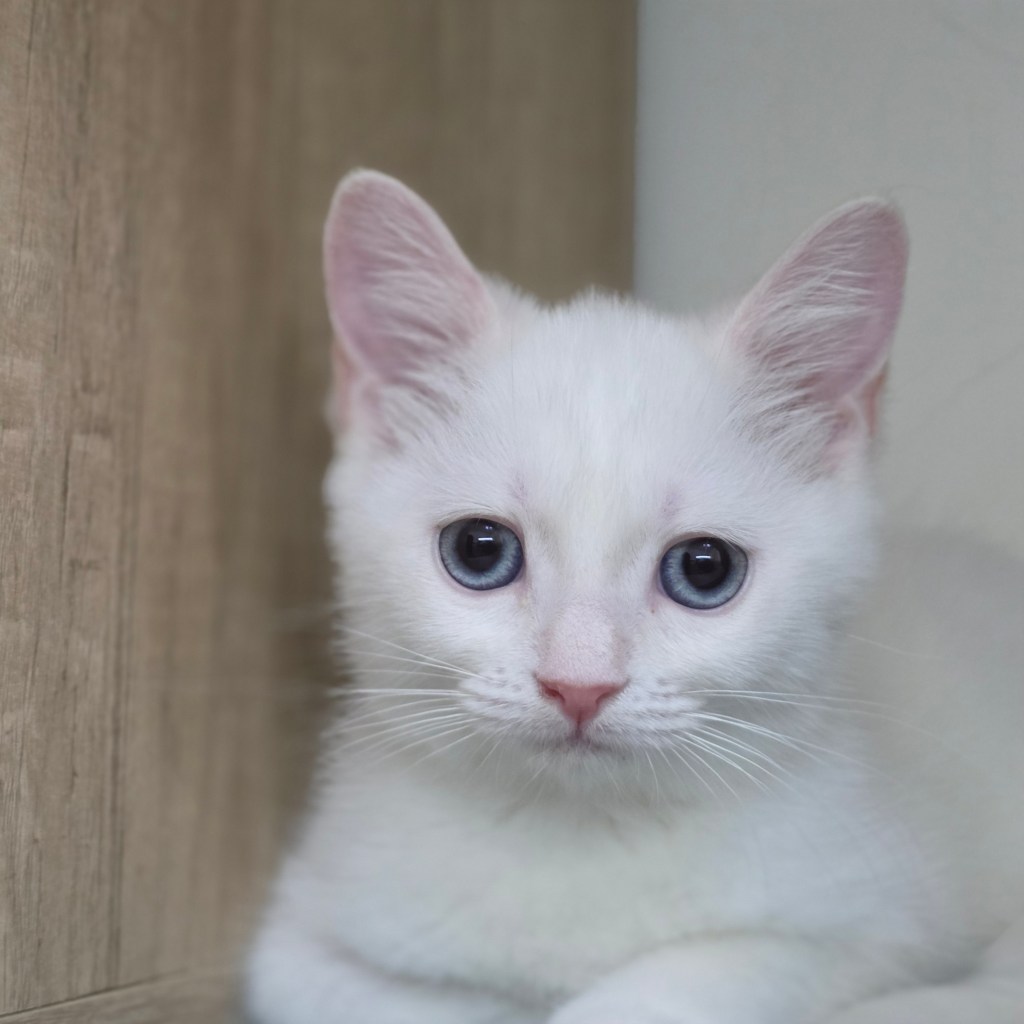 英短。弟弟(藍眼)