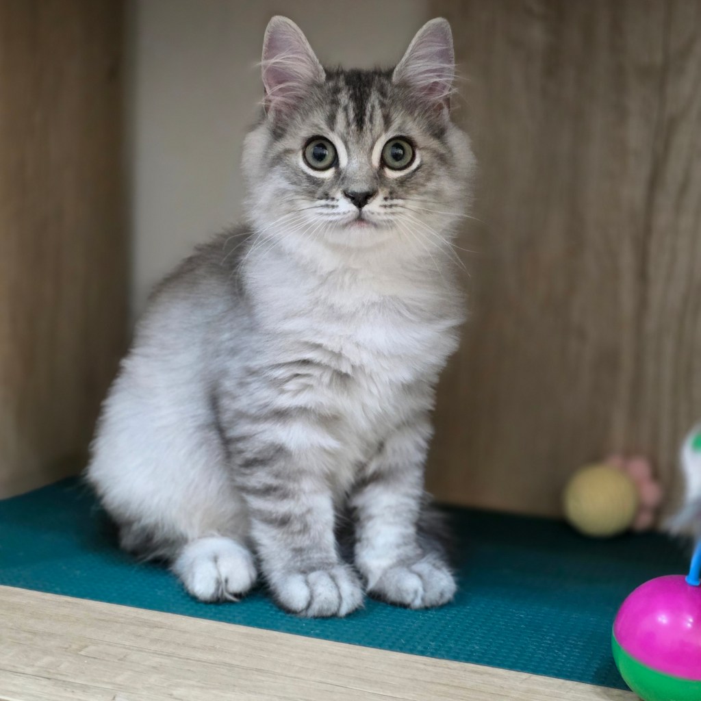 非標準型(長腿)小步舞曲。弟弟