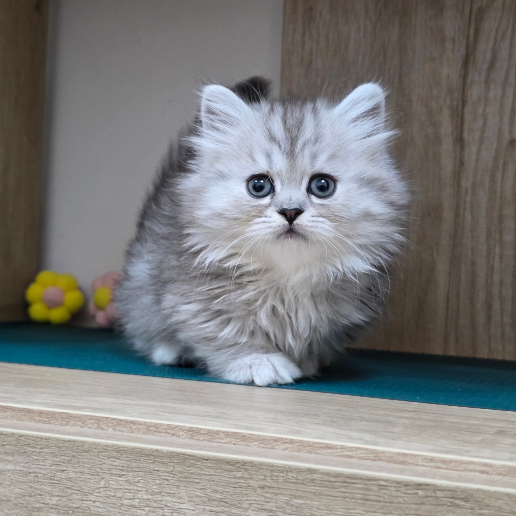 曼赤肯(長毛)。弟弟