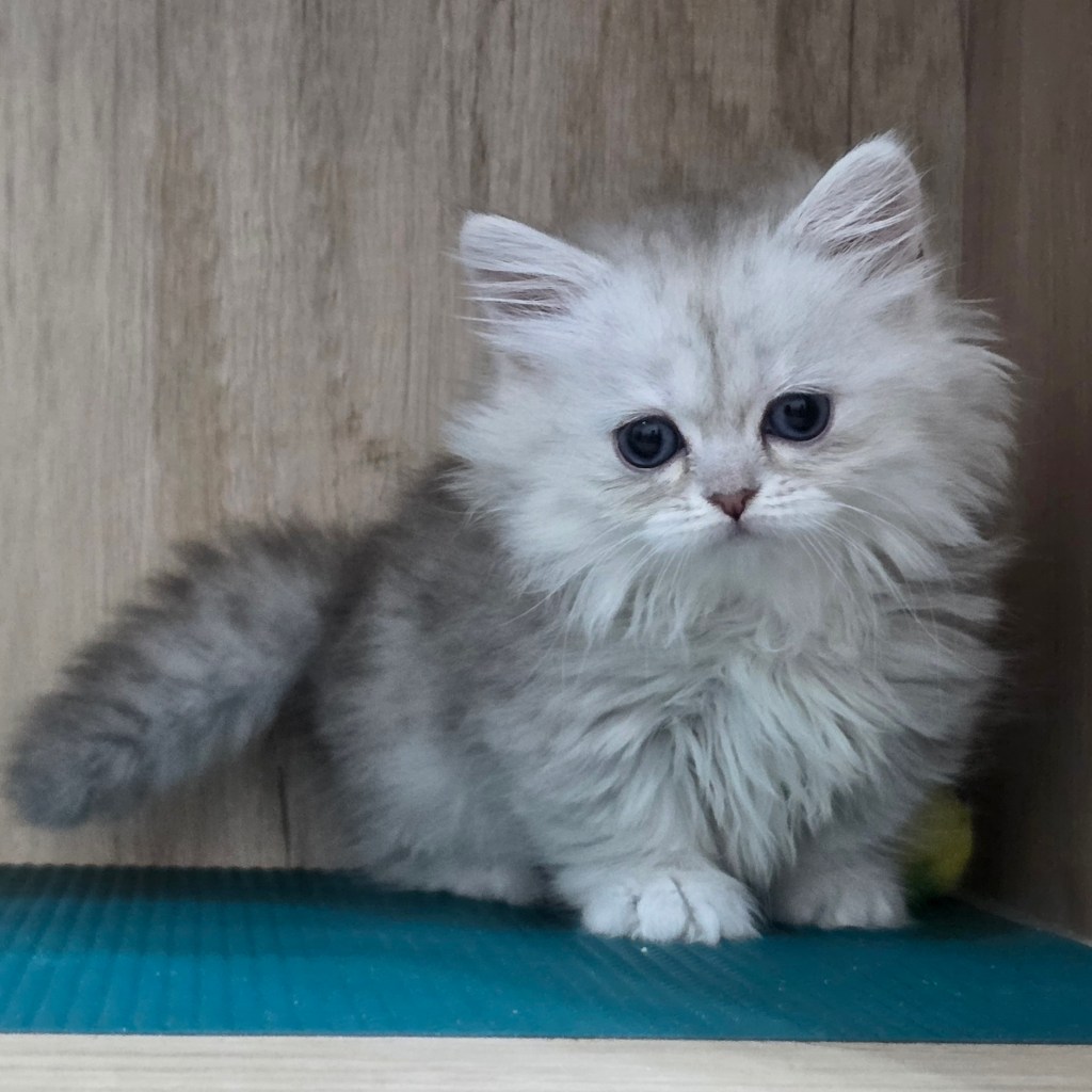 曼赤肯(長毛)。妹妹