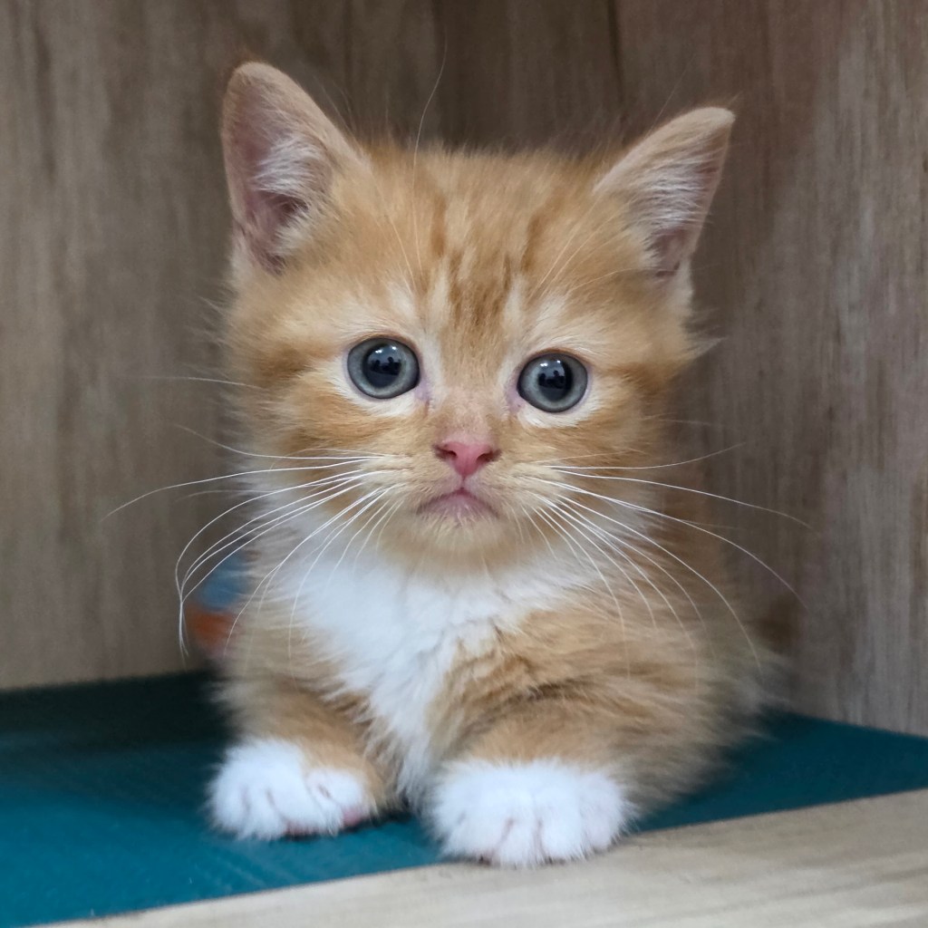 短毛，小步舞曲。弟弟