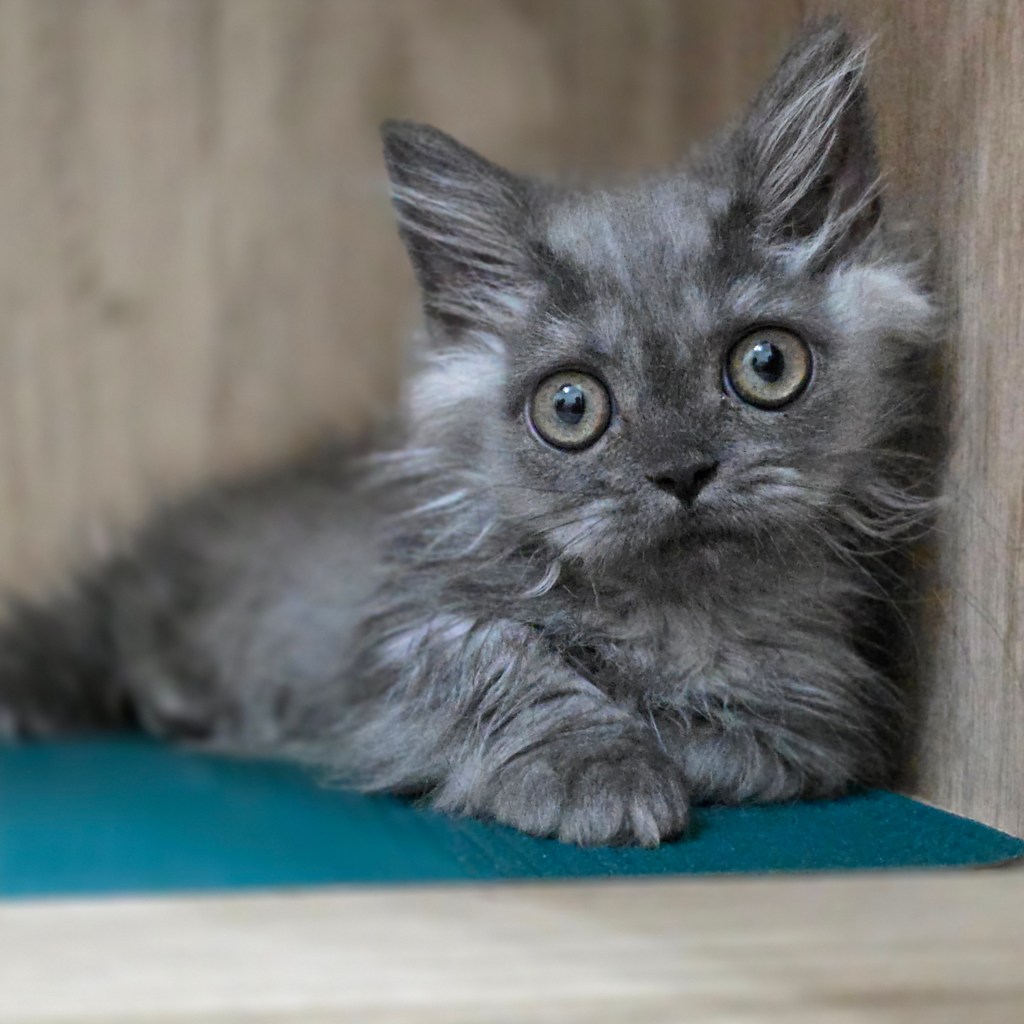 小步舞曲。弟弟(尷尬期，甜甜價)