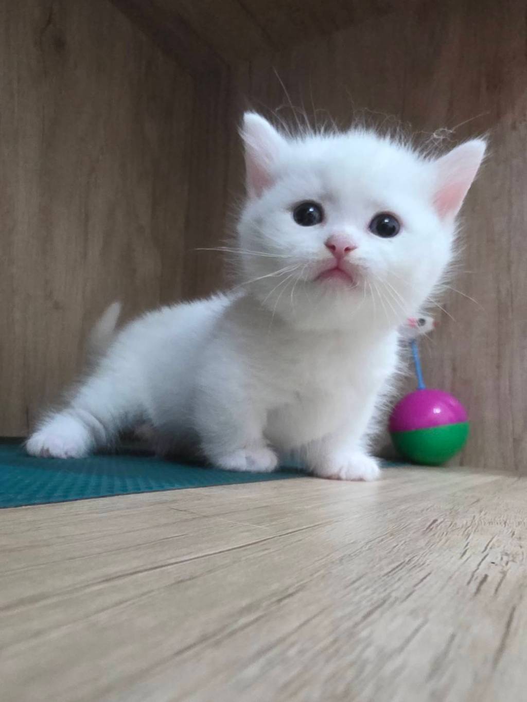 短毛小步舞曲。弟弟