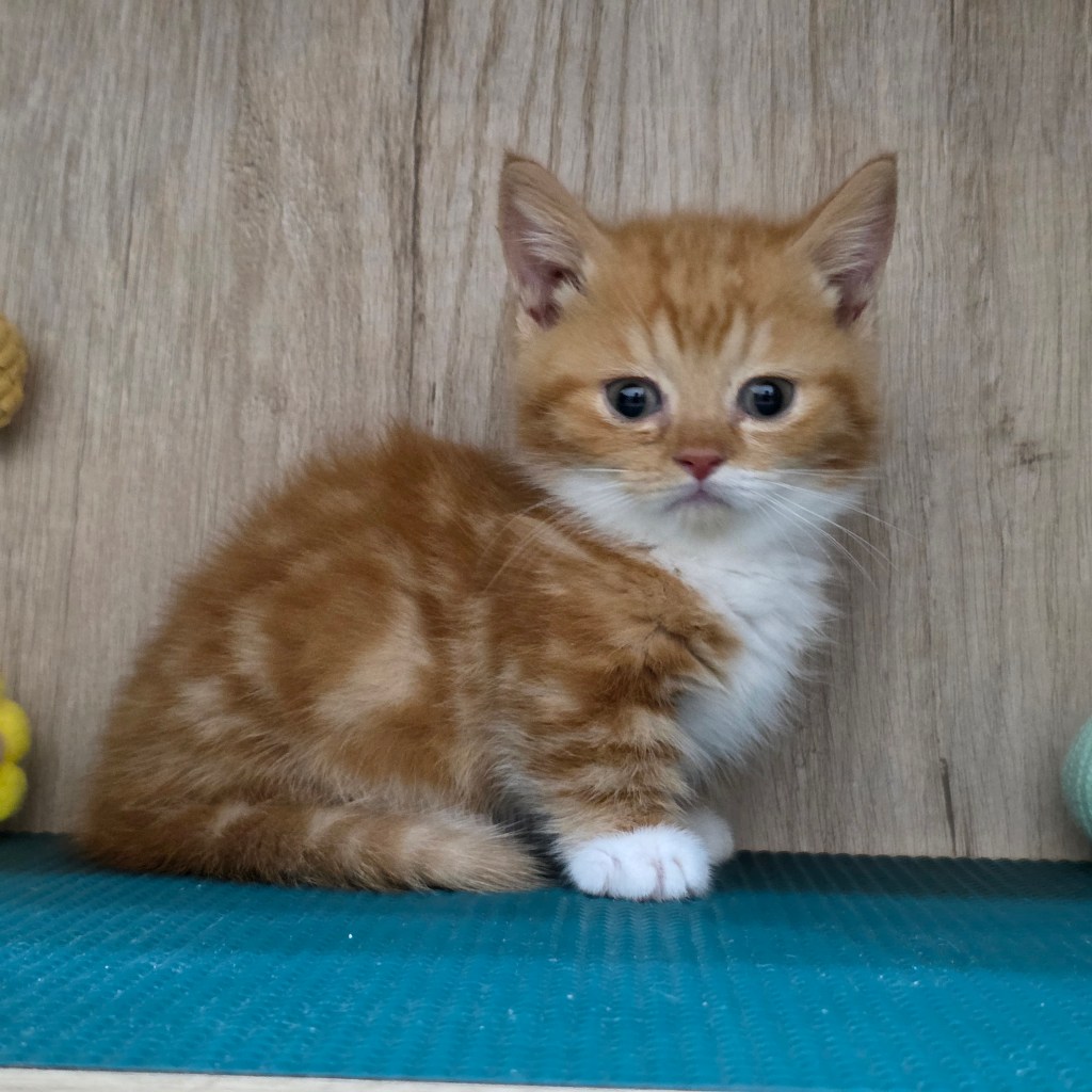 短毛，小步舞曲，弟弟