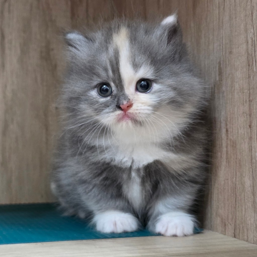 小步舞曲。妹妹