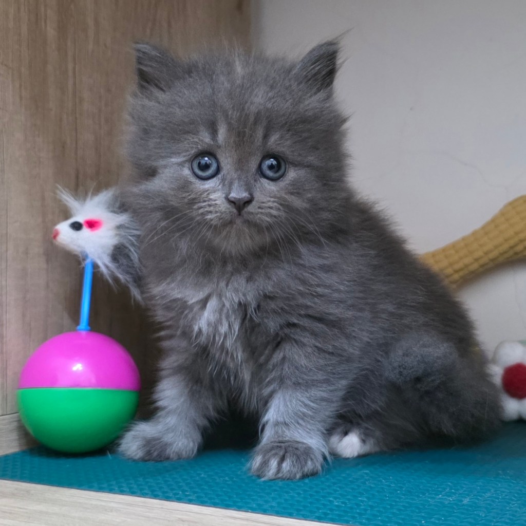 非標準型(長腿)小步舞曲。妹妹