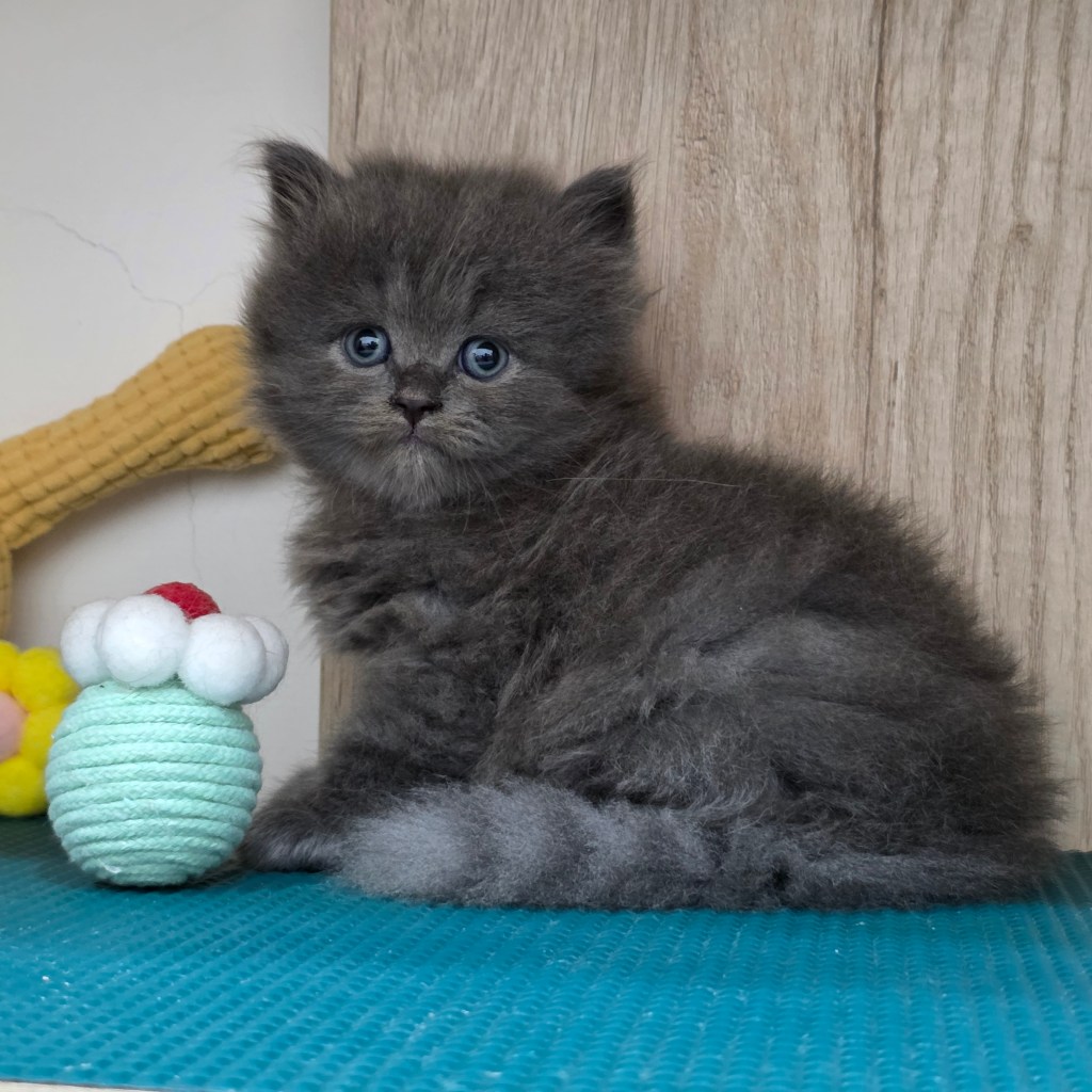 非標準型(長腿)小步舞曲。弟弟