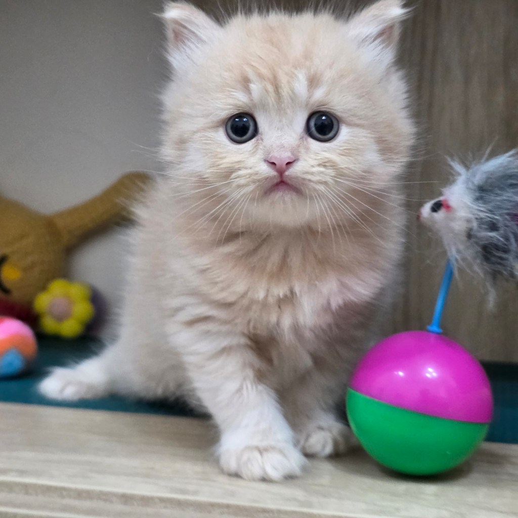 非標準型(長腿)小步舞曲。弟弟