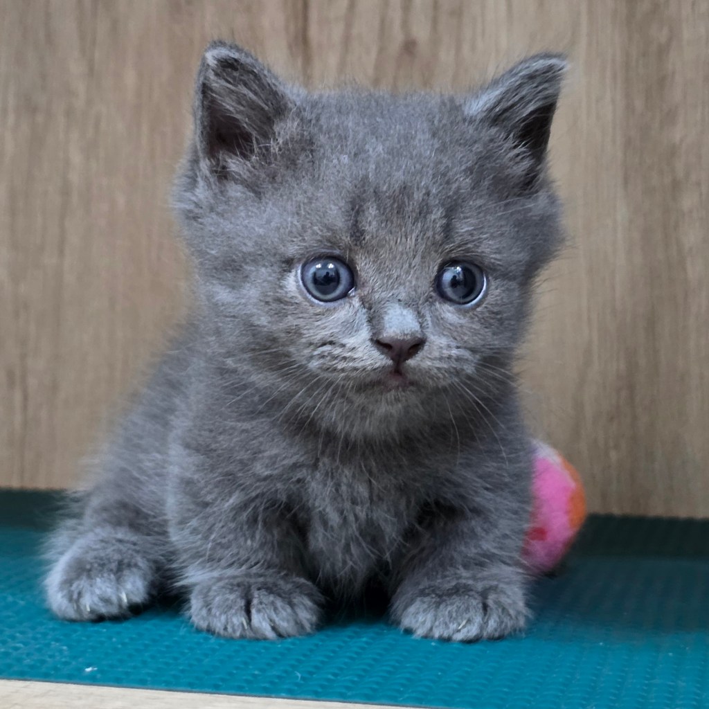 小步舞曲。弟弟