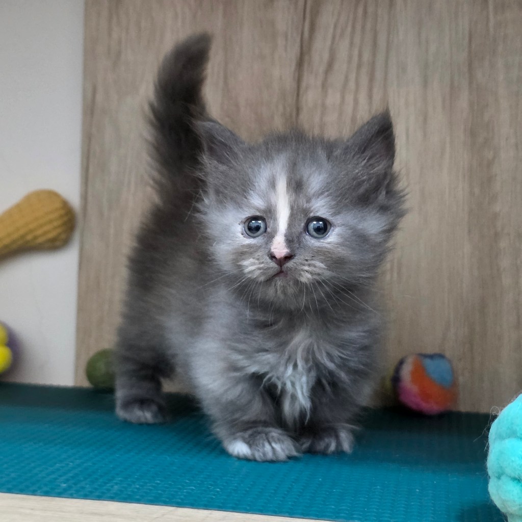 小步舞曲。妹妹