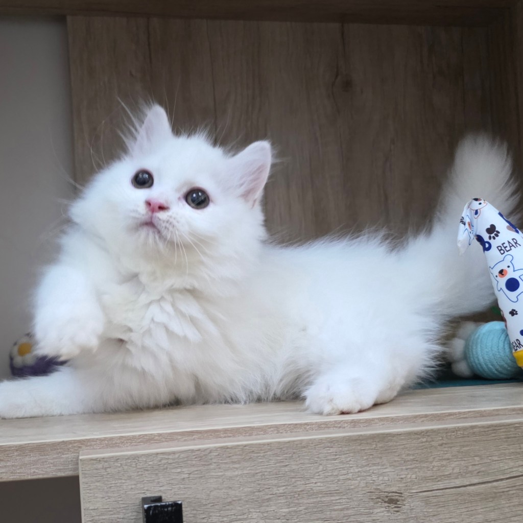 小步舞曲。弟弟